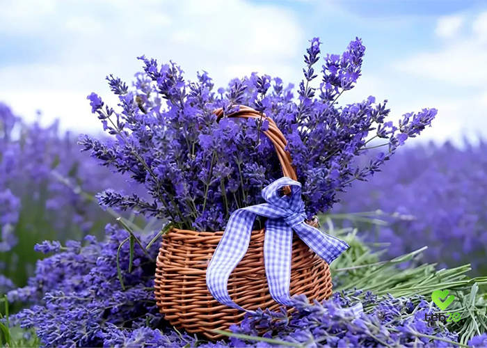 با فواید فراوان اسطوخودوس برای خلق‌و‌خو، خواب، مو و پوست آشنا شوید