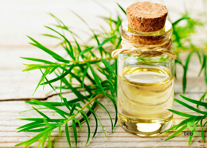 روغن این گیاه ضد شوره سر، ضد آکنه، ضدعفونی کننده دست و ضد قارچ ناخن است