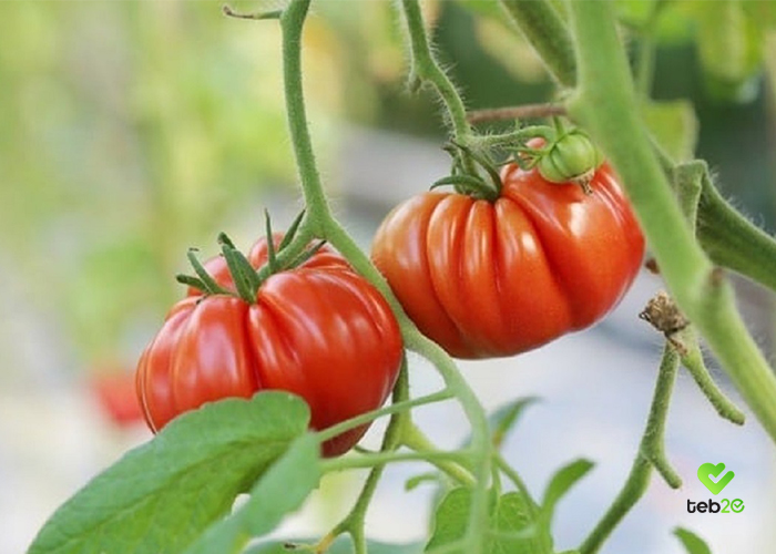 خواص گوجه فرنگی؛ مهمترین فایده گوجه که شاید ندانید